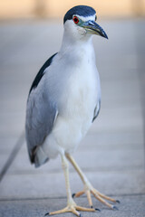 Black-crowned Night Heron Standing on Urban Pavement