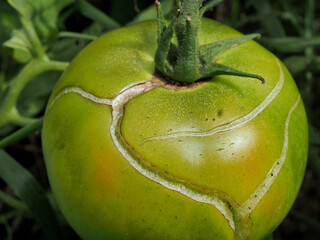 トマトの実割れ