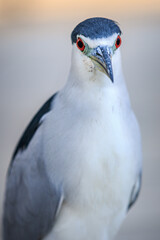 Black and White Wading Bird Portrait with Red Eye