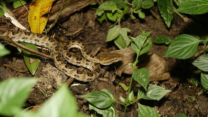 Wildlife macro in Taiwan snake, Brown-spotted Pit Viper (Protobothrops mucrosquamatus) 龜殼花, taken in Taiwan natural habitat