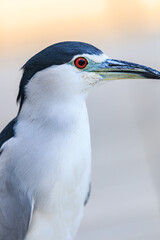 Black and White Wading Bird Portrait with Red Eye