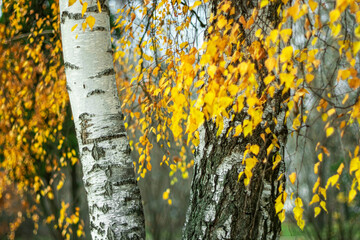 Trunks of white birches on a cloudy autumn day in a city park.
