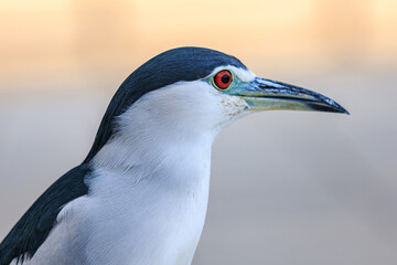 Black and White Wading Bird Portrait with Red Eye