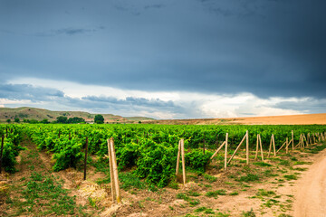 Picturesque view of vineyard in rainy dramatic weather. Russia