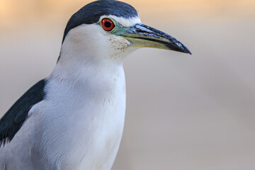 Black and White Wading Bird Portrait with Red Eye