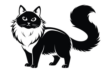 A black cat with a bushy tail is standing and looking forward on an isolated background