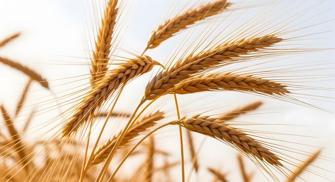 Close-up of golden wheat ears shining in the sunlight harvest season concept