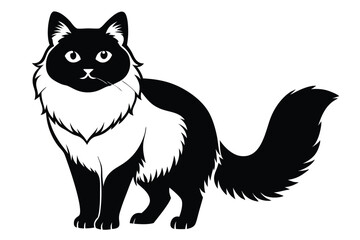 Elegant long haired cat stands gracefully with its luxurious black and white silhouette