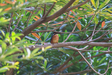 Bright Kingfisher in a Thicket of Branches