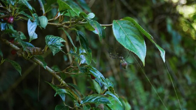 Wide angle shot of a spider hanging on its web in wilderness with green plants,  Joro spider Trichonephila clavata.
