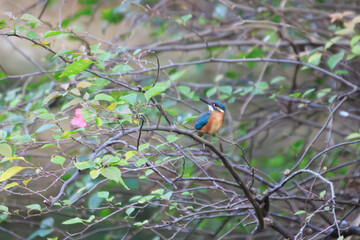 Kingfisher Perched in a Wild Thicket with Pink Bloom