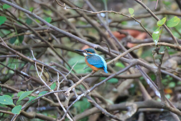 Bright Kingfisher in a Thicket of Branches
