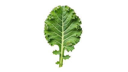 A single fresh green curly kale leaf, a nutritious superfood ingredient for healthy eating, isolated on a pure white background