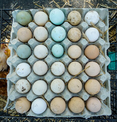 fresh eggs in a market
