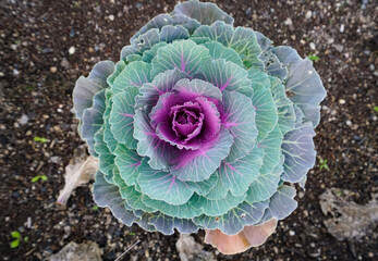 white cabbag on brown field