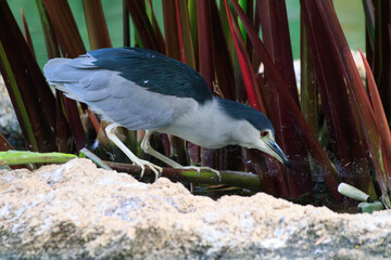 Night-Heron Hiding in Red Foliage