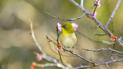 white eyes bird on branch of plam tree