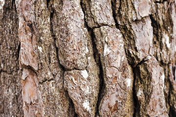 Close up of the pine bark