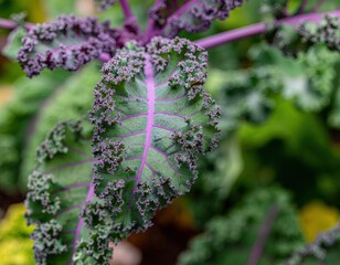 Close up of vibrant purple and green kale leaves with intricate textures and water droplets in a lush garden setting natural light