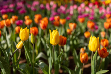 Beautiful Tulip flower bud and blossom in garden.
