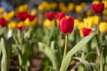 Beautiful Tulip flower bud and blossom in garden.