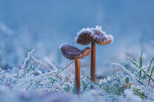 Frosted Mushroom in a Snowy Meadow, cold winter morning background - Powered by Adobe
