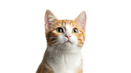 Close up of a ginger and white cat looking upwards against a black background in a studio setting