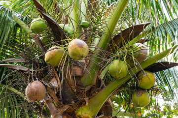Coconuts growing high on a palm tree in the tropics