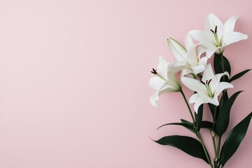 Fototapeta premium White lily flowers with dark green leaves on a soft pastel pink background, offering space for text or design