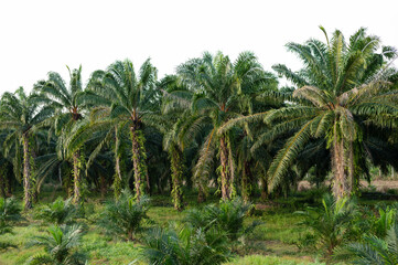 Row of tall palm oil trees against a bright white sky