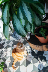 Two tabby cats gray and ginger rest and play between houseplants on a wooden coffee table