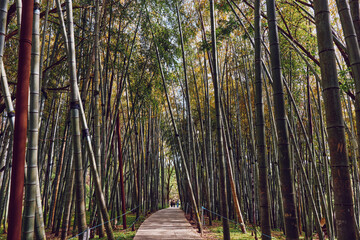Fototapeta premium Bamboo forest path with wooden walkway and tall trees creating a green tunnel, nature trail perspective with distant people walking, serene outdoor scene and vertical trunks.