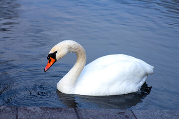 Obraz premium White swan swimming on a calm blue lake. Close up wildlife photo showing elegance