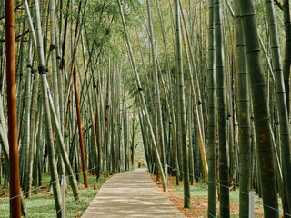 Bamboo path through a dense bamboo forest walkway, green trees forming a shaded trail and grove, serene nature scene with straight trunks and a quiet pedestrian pathway.