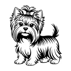 yorkshire terrier puppy