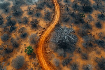 Winding dirt road through a burned landscape with sparse trees and dry earth in a remote area