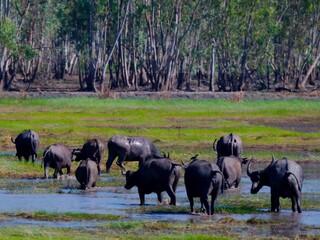 A herd of domestic Water Buffalo (Bubalus bubalis) foraging in the wetland area against a backdrop of vibrant green grass and dense forest trees at Pak Phli Nakhon Nayok Thailand