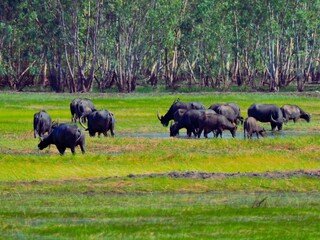 A herd of domestic Water Buffalo (Bubalus bubalis) foraging in the wetland area against a backdrop of vibrant green grass and dense forest trees at Pak Phli Nakhon Nayok Thailand