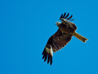 Majestic Black-eared Kite (Milvus migrans lineatus) soaring effortlessly in a bright blue, clear sky on a sunny day at Pak Phli, Nakhon Nayok Thailand