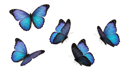 blue flying butterfly png suitable