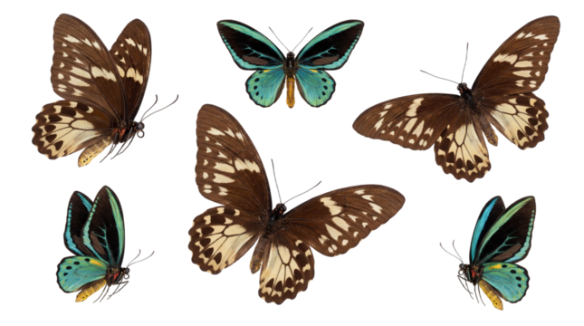 Flying butterflies (PNG format)