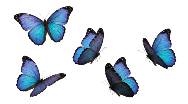 blue flying butterfly png suitable - Powered by Adobe