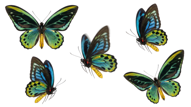 Flying butterflies (PNG format)