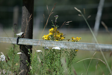 Wiese im Frühling in Norddeutschland