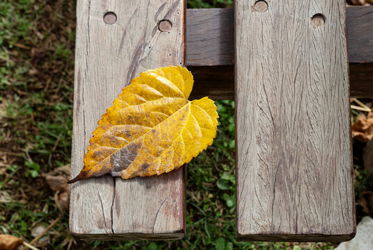 A close-up of a yellow leaf lying on a bench