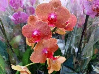 Orchid flowers in store. Potted orchidea. Many flowering plants, nature floral background. Beautiful flowers at green house. Flower shop, market.