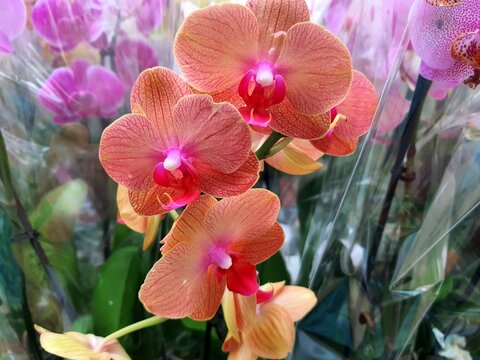 Orchid flowers in store. Potted orchidea. Many flowering plants, nature floral background. Beautiful flowers at green house. Flower shop, market.
