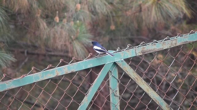 A magpie robin or Doyel bird