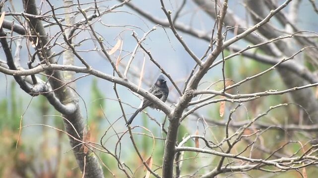 A red vented bulbul in branch 