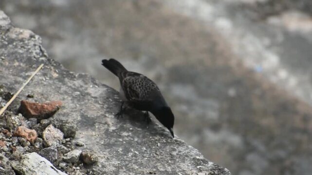 Red vented bulbul bird eating from ground